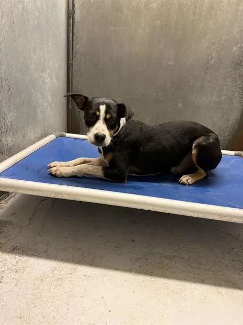A young small-sized male Pit Bull Terrier dog named Kravitz for adoption in Conroe, TX