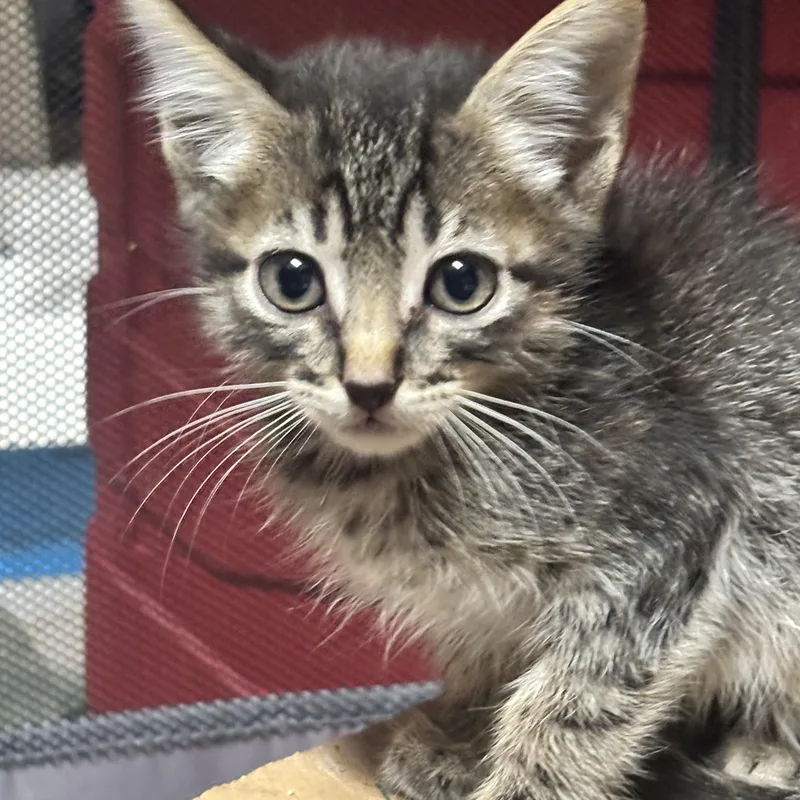 A baby medium-sized male Tabby (Buff / Tan / Fawn) Domestic Short Hair cat named Buzz for adoption in Liverpool, TX