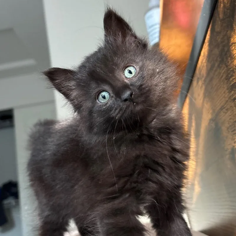 A baby small-sized female Black Domestic Medium Hair cat named Shinx for adoption in Redwood City, CA