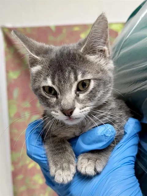 A baby small-sized female Domestic Short Hair cat named Pickles for adoption in San Antonio, TX