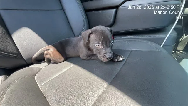 A baby small-sized male Pit Bull Terrier dog named A for adoption in Ocala, FL