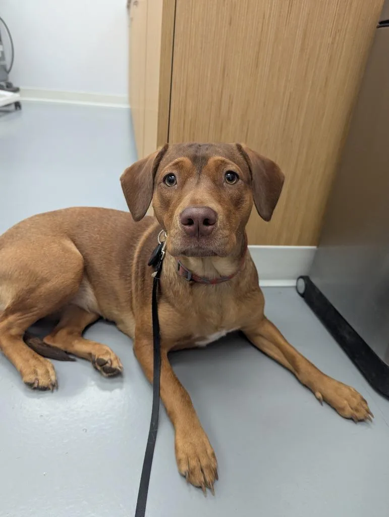 A young medium-sized female Hound dog named Faith for adoption in Hartsville, SC