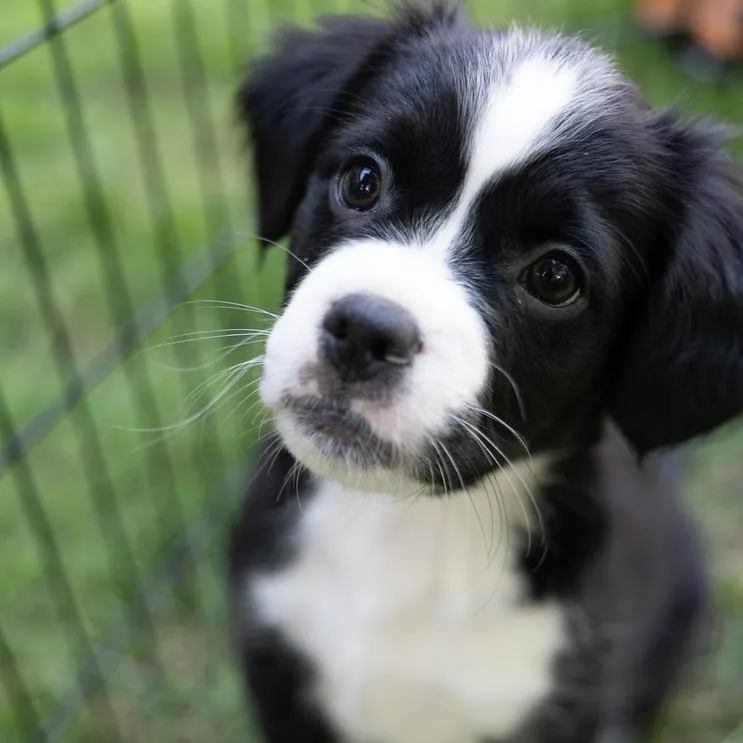 A baby small-sized male Mixed Breed dog named Thor for adoption in Naperville, IL