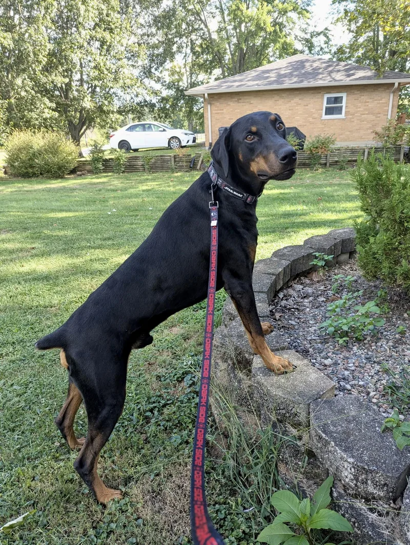 An adult large-sized male Black Doberman Pinscher dog named Chase for adoption in Louisville, KY