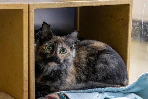 A young medium-sized female Domestic Medium Hair cat named Keegan for adoption in Cary, NC