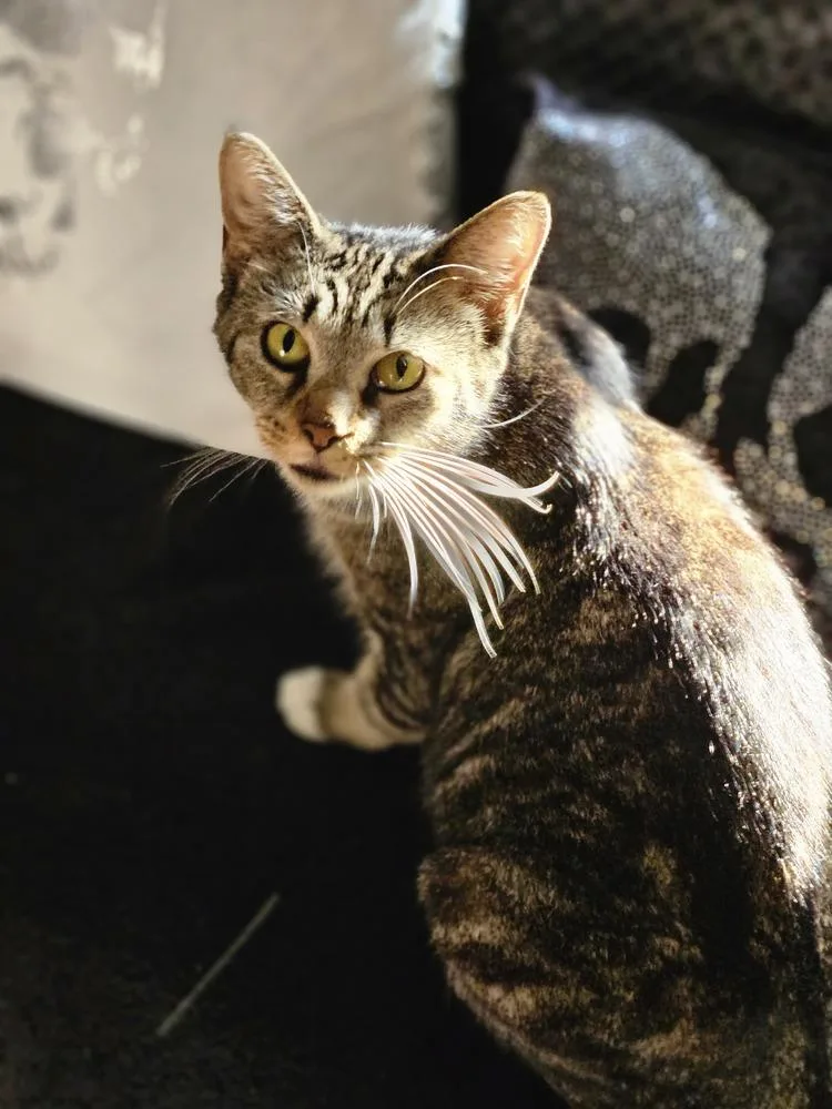 Mama Queenie thumbnail 2