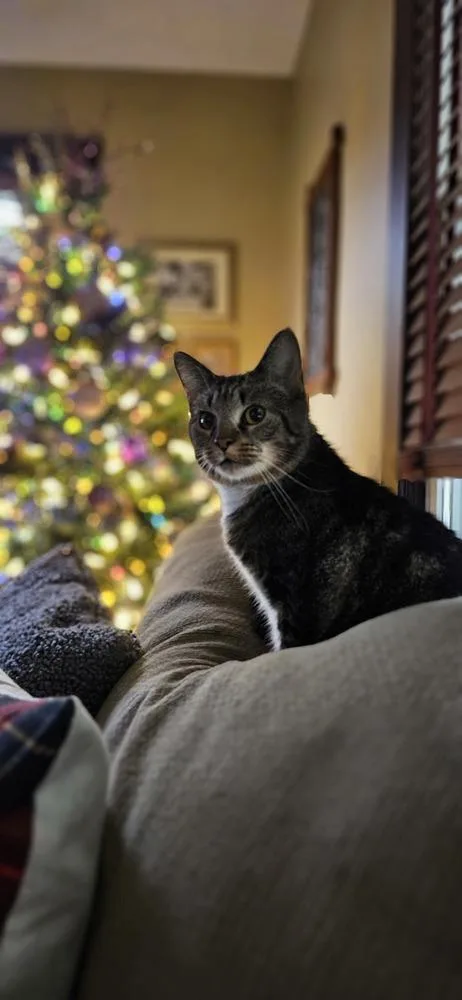 Mama Queenie thumbnail 3