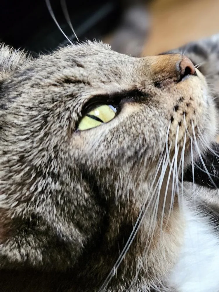 Mama Queenie thumbnail 4