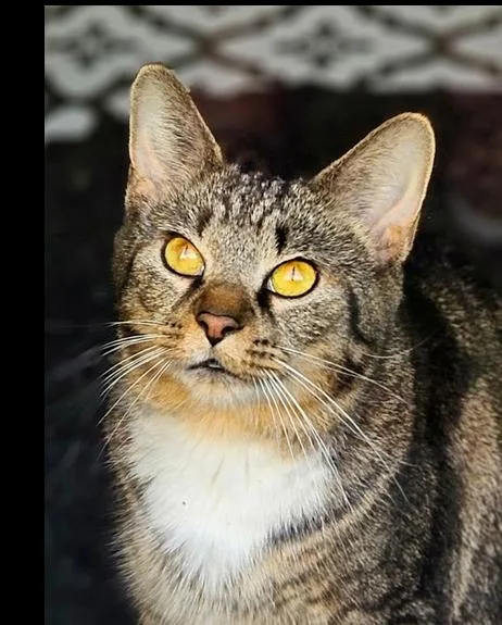 Mama Queenie thumbnail 5