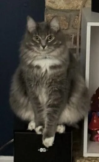 An adult medium-sized male Gray / Blue / Silver Domestic Long Hair cat named Ponky for adoption in Anoka, MN
