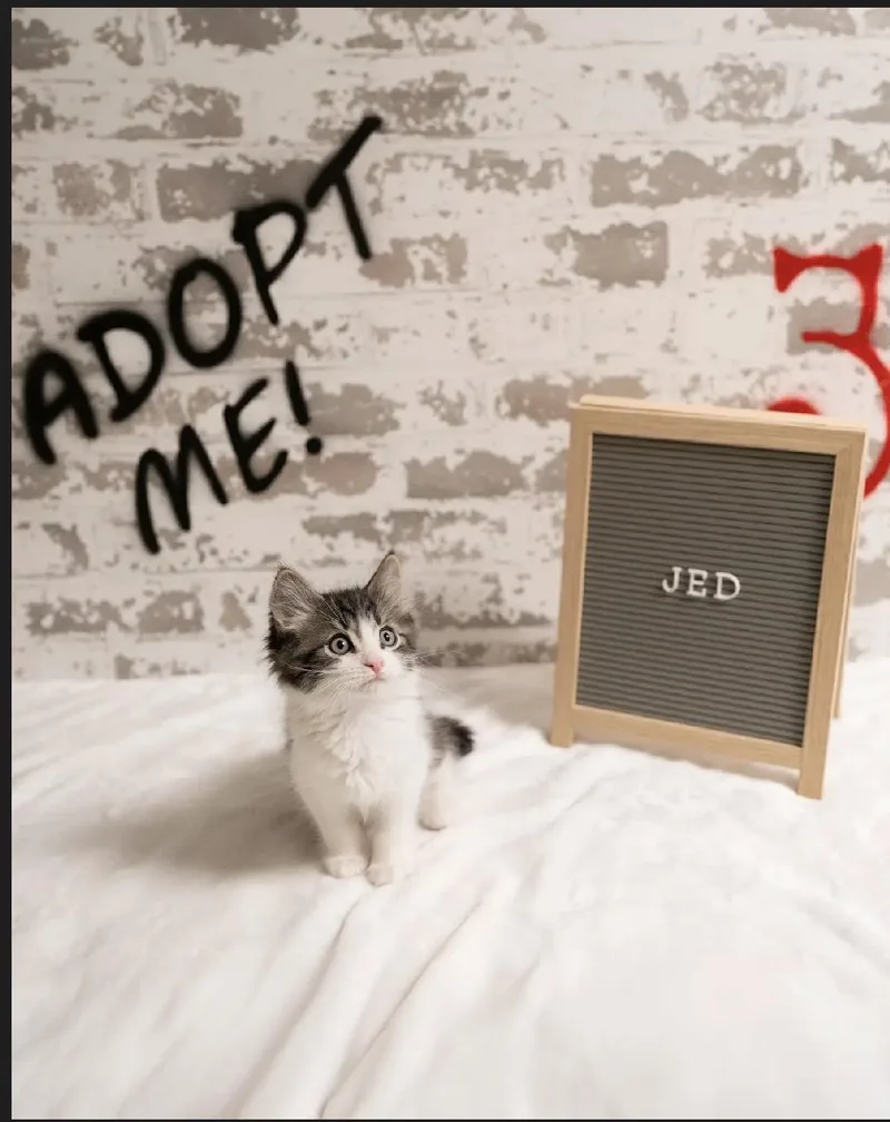 Jed thumbnail 2