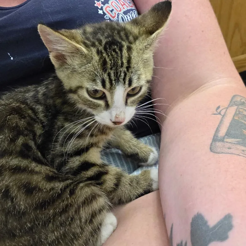 A baby small-sized female Brown / Chocolate Domestic Short Hair cat named Rose DeWit Bukater for adoption in Granville, OH