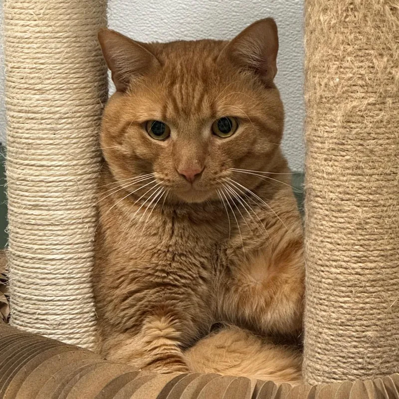 An adult large-sized male Orange / Red Exotic Shorthair cat named Tweedledum for adoption in Decatur, GA