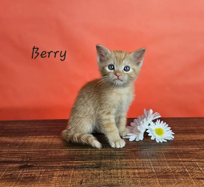 Berry thumbnail 2