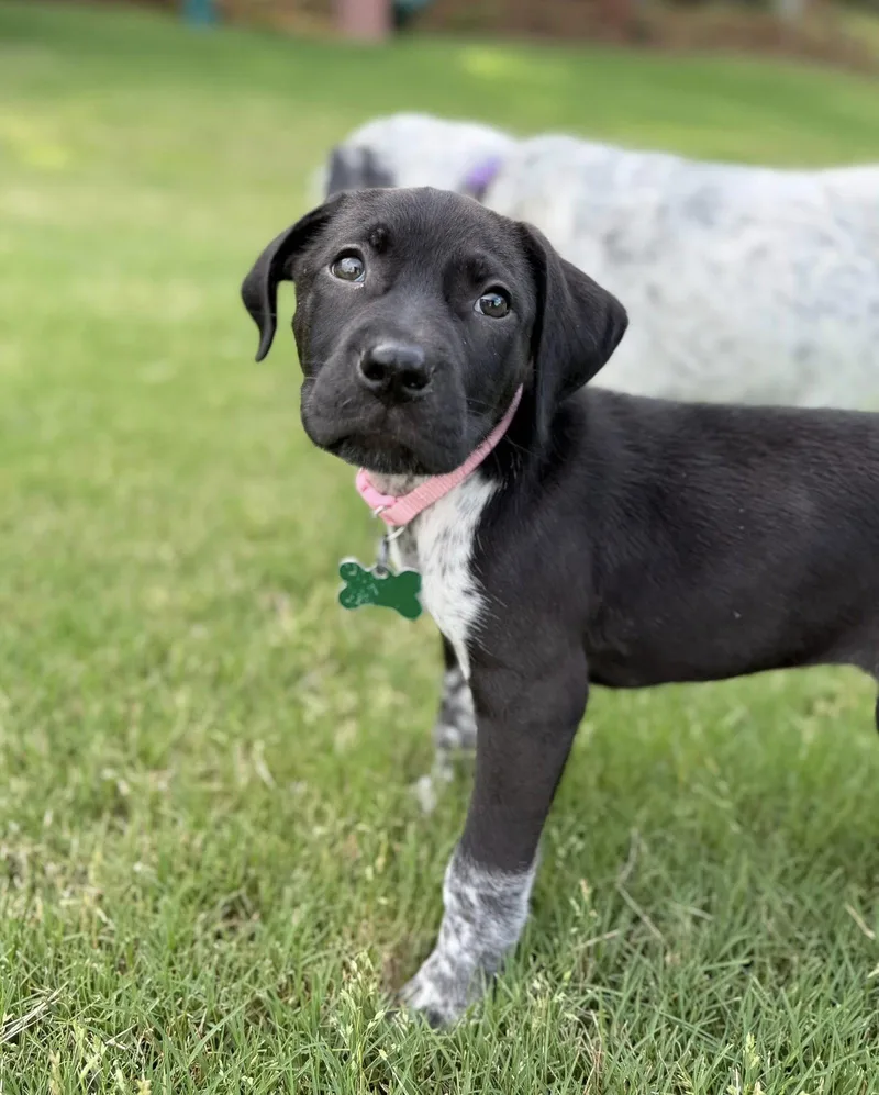 A young medium-sized female German Shorthaired Pointer dog named Monroe for adoption in Greenville, SC