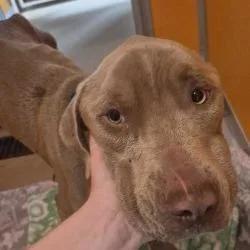 An adult medium-sized male Yellow / Tan / Blond / Fawn Pit Bull Terrier dog named Brady for adoption in Norman, OK