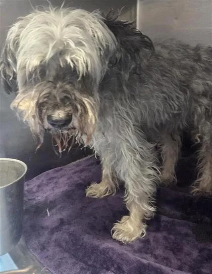 A senior small-sized male Gray / Blue / Silver Schnauzer dog named Bruno for adoption in El Paso, TX