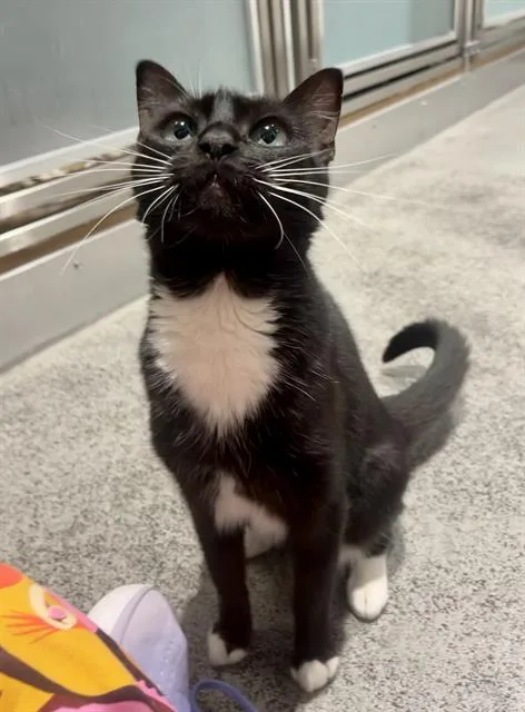 An adult large-sized female Domestic Short Hair cat named Bonitas for adoption in San Francisco, CA