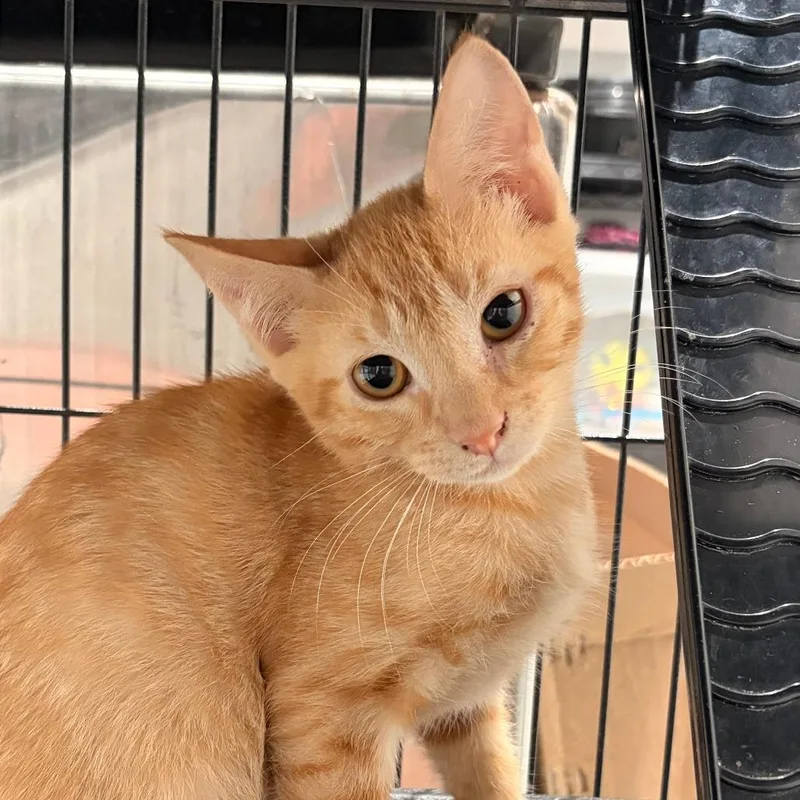 A baby small-sized male Orange / Red Domestic Short Hair cat named Hercules for adoption in Bradenton, FL
