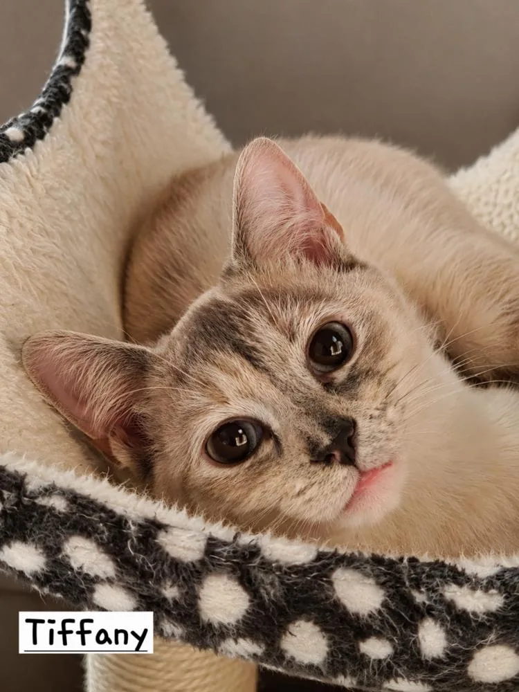 An adult medium-sized female Siamese cat named Tiffany for adoption in Calimesa, CA