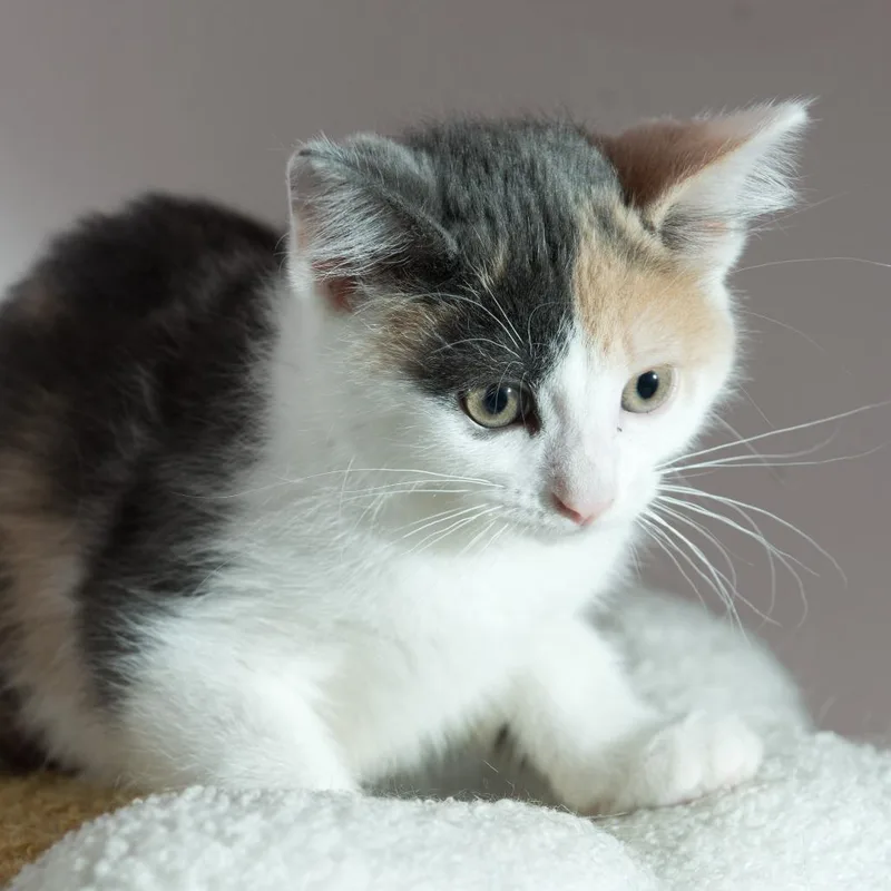 A baby small-sized female Calico Domestic Short Hair cat named Artemis for adoption in Forest Park, IL