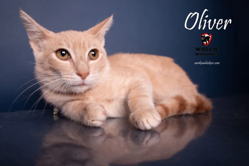 A young medium-sized male Tabby (Orange / Red) Tabby cat named Oliver for adoption in HEMET, CA