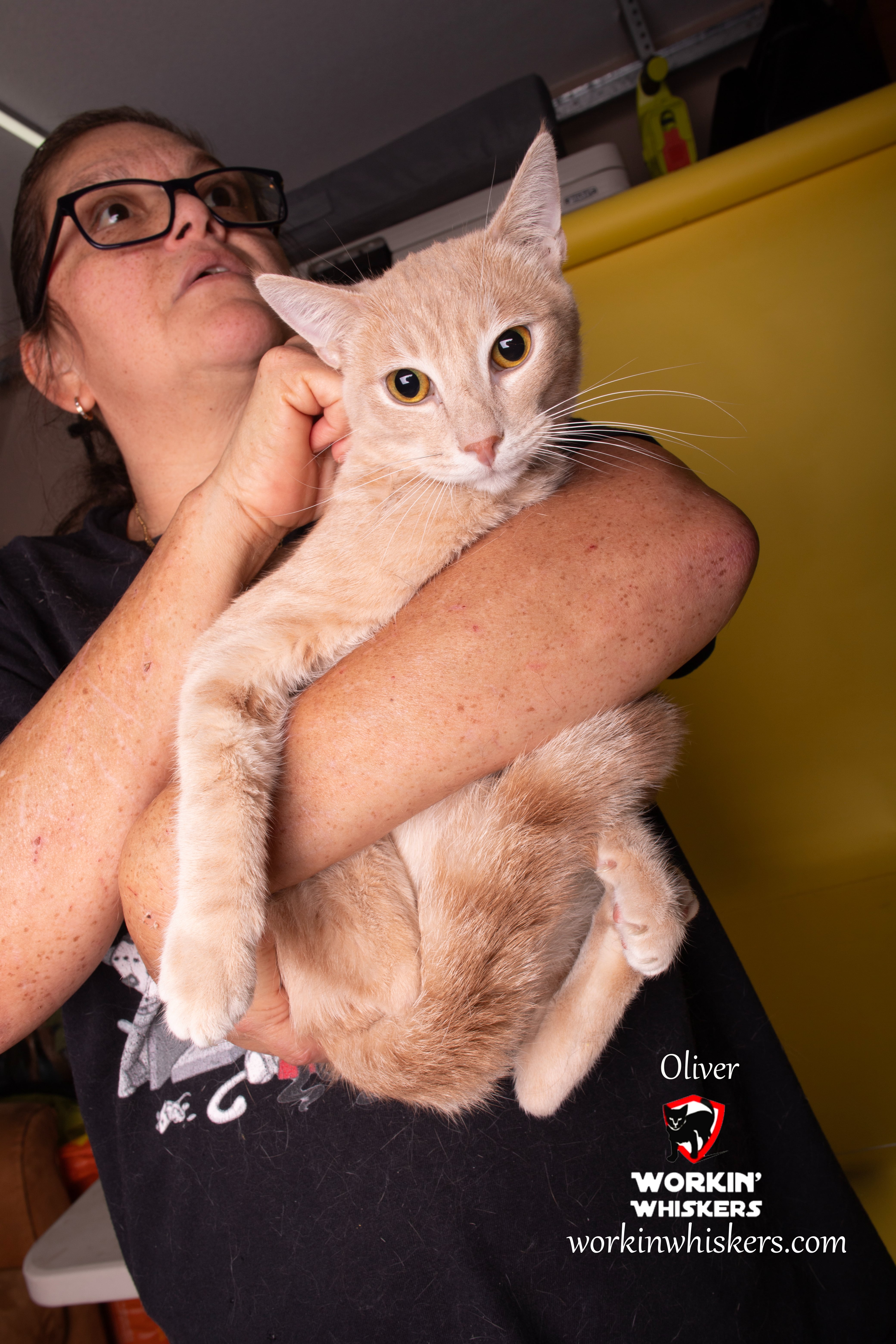 Oliver thumbnail 3