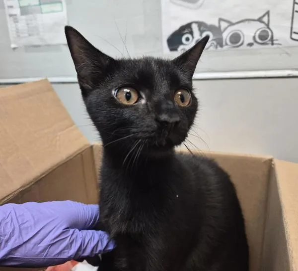 A baby medium-sized female Domestic Short Hair cat named Soot Sprite for adoption in New York, NY