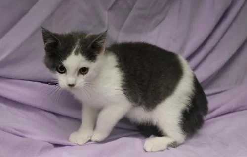 A young medium-sized male Gray & White Domestic Short Hair cat named Victor for adoption in Thief River Falls, MN
