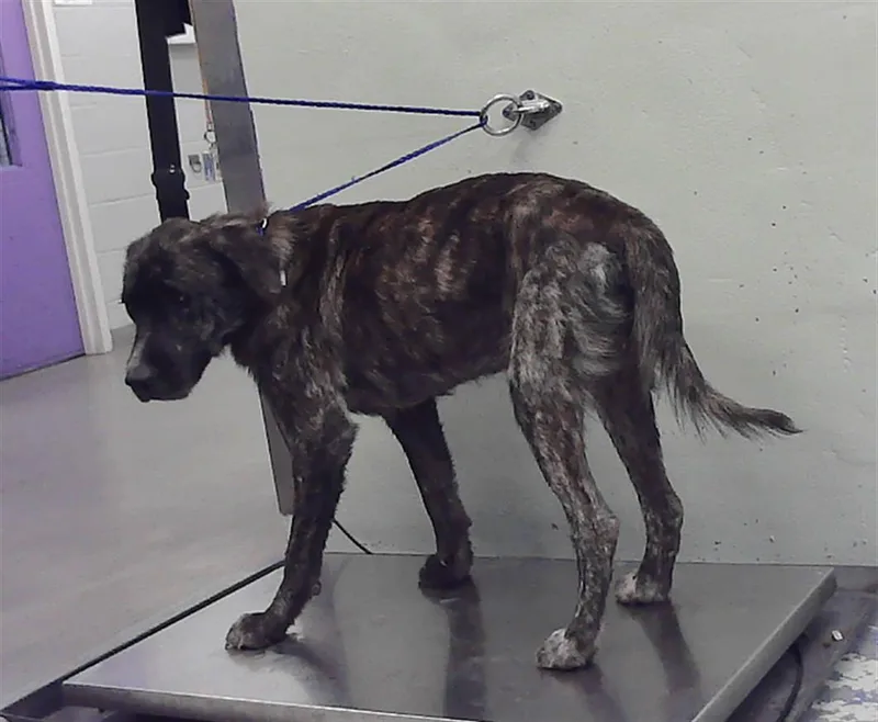 An adult large-sized male Labrador Retriever dog named A for adoption in Houston, TX