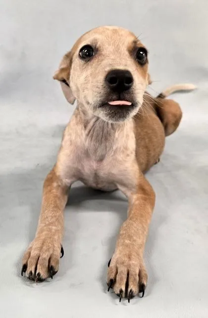 A baby medium-sized male Chihuahua dog named Blaze for adoption in Morton Grove, IL