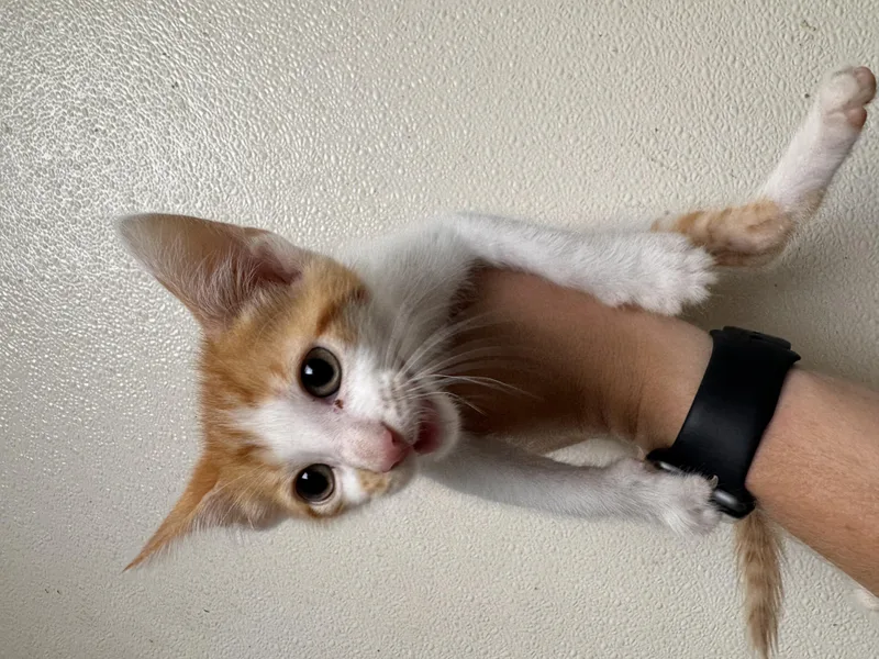 A baby small-sized female Orange & White Domestic Short Hair cat named Pizza for adoption in Jenks, OK