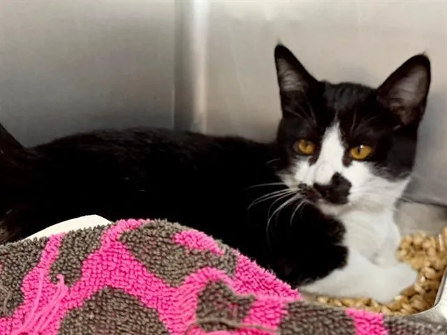 A baby small-sized female Domestic Short Hair cat named Cheyenne for adoption in Santa Rosa, CA