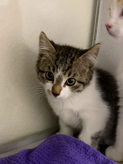 A baby small-sized male Domestic Short Hair cat named Ellis for adoption in Divide, CO