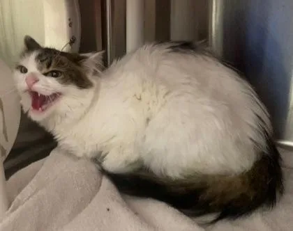 An adult small-sized female Domestic Short Hair cat named Leah for adoption in Cincinnati, OH