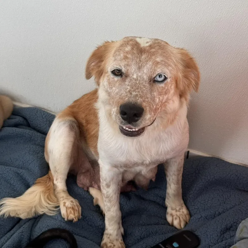 A young medium-sized female Red / Chestnut / Orange Cattle Dog dog named Irie for adoption in Tacoma, WA