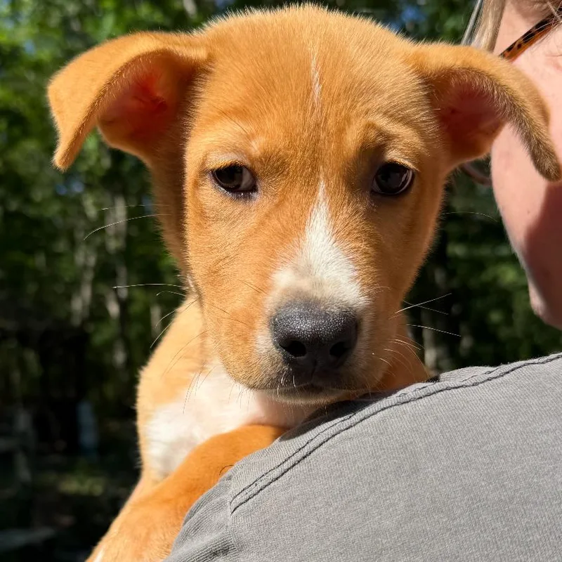 Scout