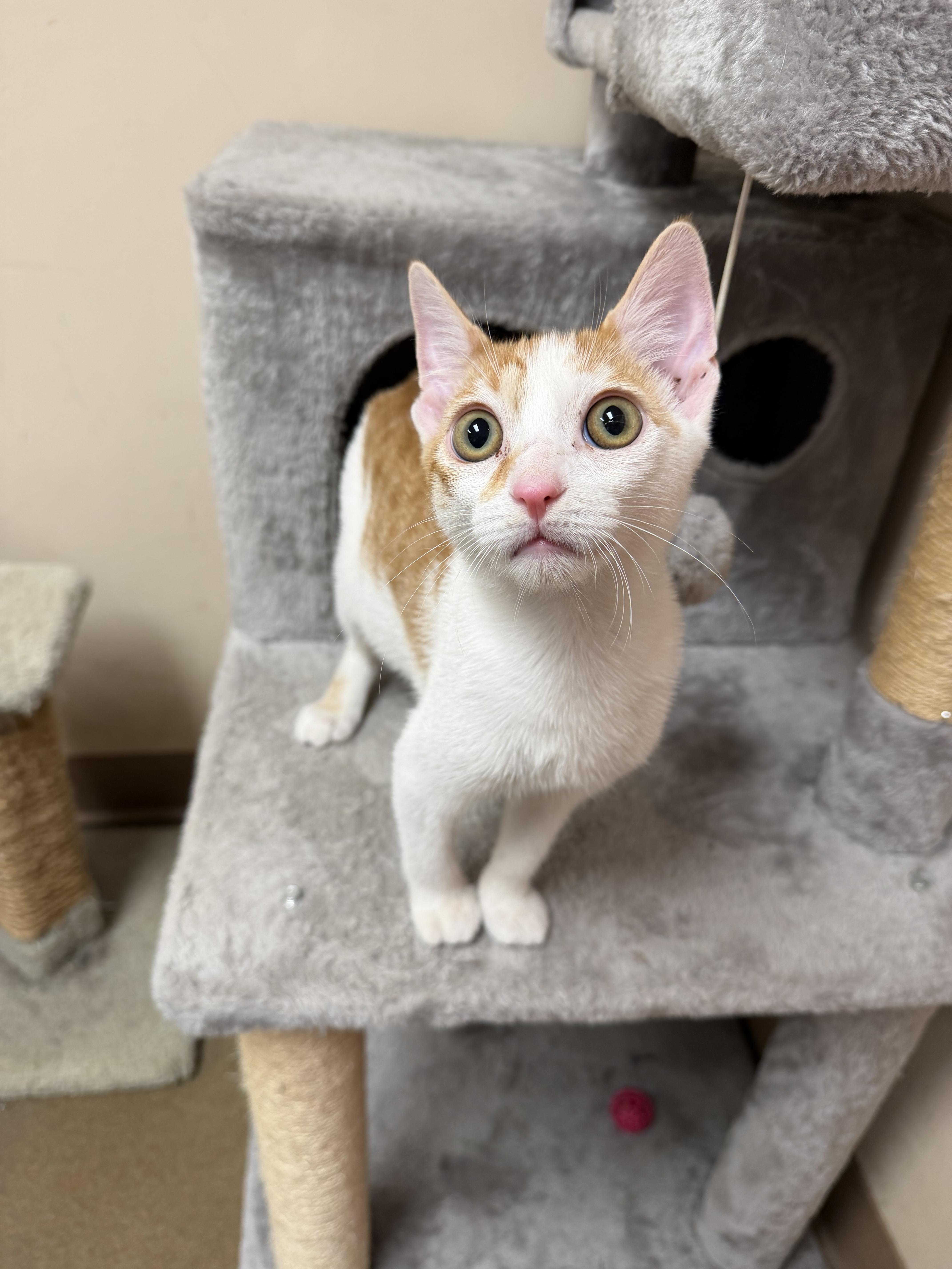 A young medium-sized male Orange & White Domestic Short Hair cat named Oz for adoption in Steger, IL