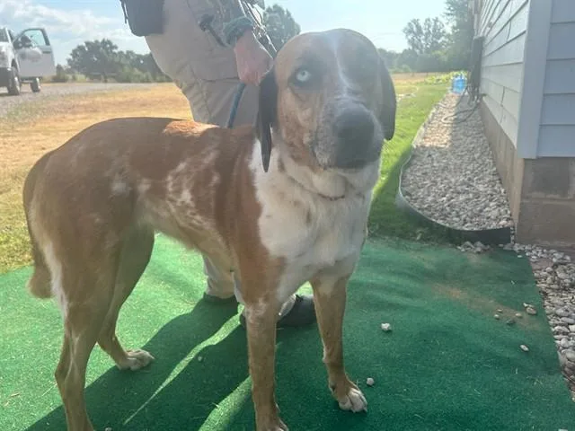 A young large-sized female Catahoula Leopard Dog dog named A for adoption in Oklahoma City, OK