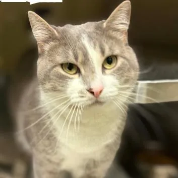 An adult large-sized female Gray / Blue / Silver Domestic Short Hair cat named Twinkle Puff for adoption in Mooresville, NC
