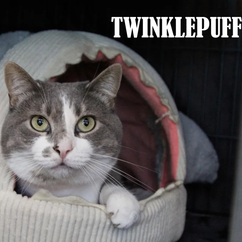 Twinkle Puff thumbnail 2
