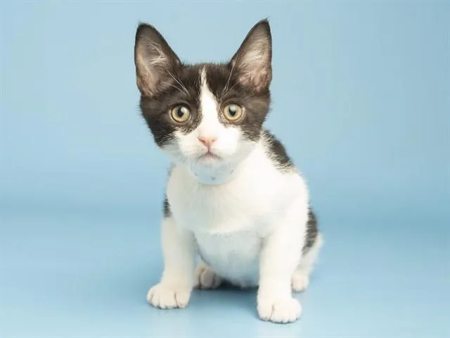 A baby small-sized male Domestic Short Hair cat named Bingo for adoption in Phoenix, AZ