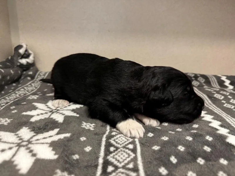 A baby small-sized female Collie dog named Crush for adoption in Chino Valley, AZ