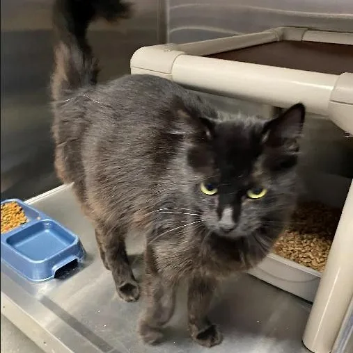 An adult medium-sized female Black Domestic Long Hair cat named Elsa for adoption in Nevada, MO