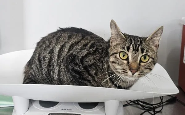 An adult medium-sized female Domestic Short Hair cat named Kristen Bell for adoption in Cleveland, TN