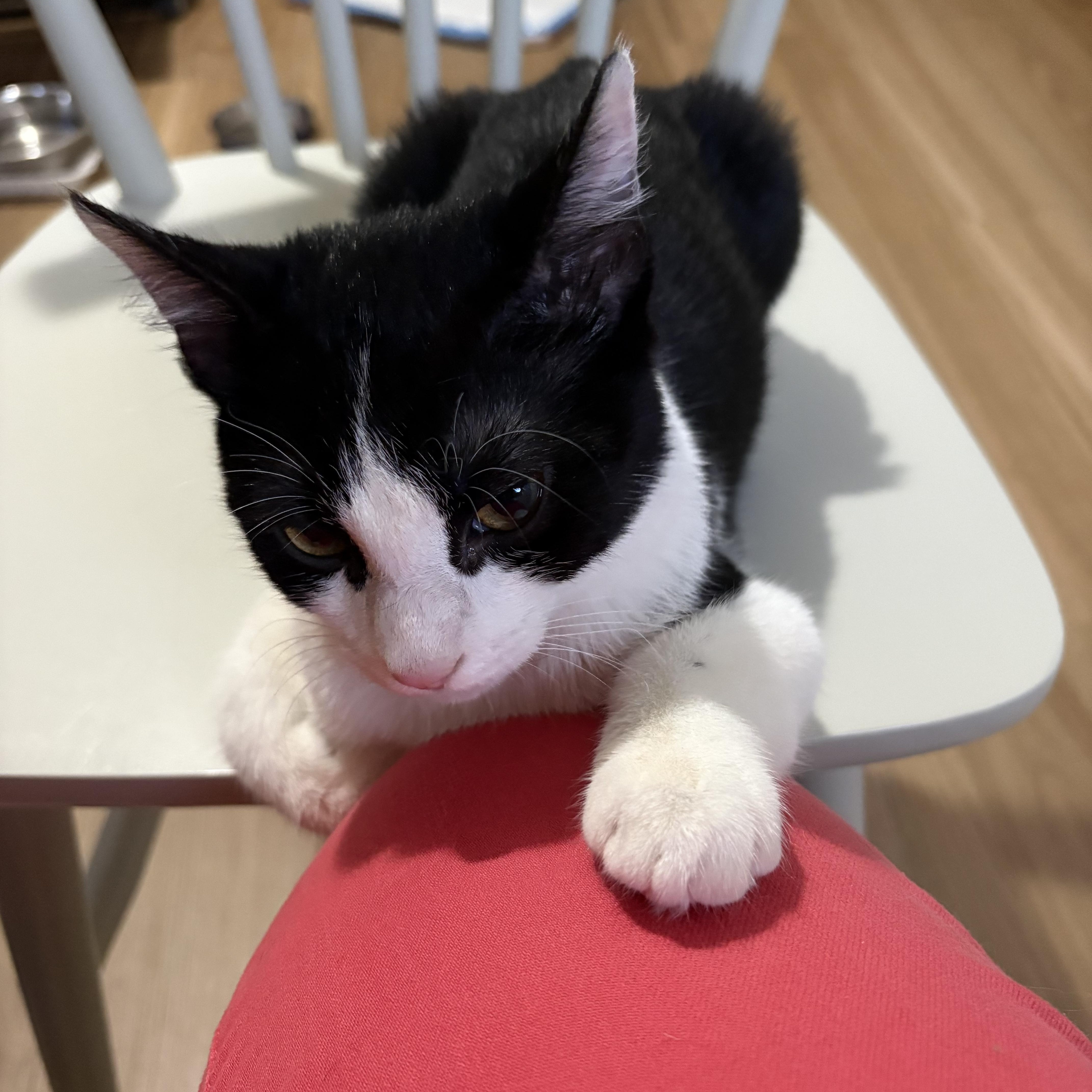 A baby small-sized female Black & White / Tuxedo Domestic Short Hair cat named Picasso for adoption in Jersey City, NJ