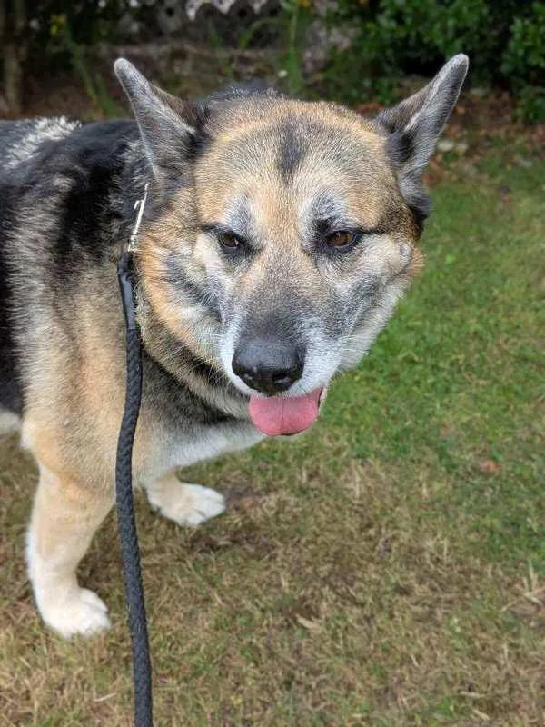 A senior extra large-sized female German Shepherd Dog dog named Tasha for adoption in Vancouver, WA