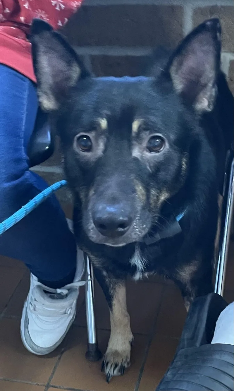 An adult medium-sized male Shepherd dog named Bruce HOLD for adoption in Canton, OH