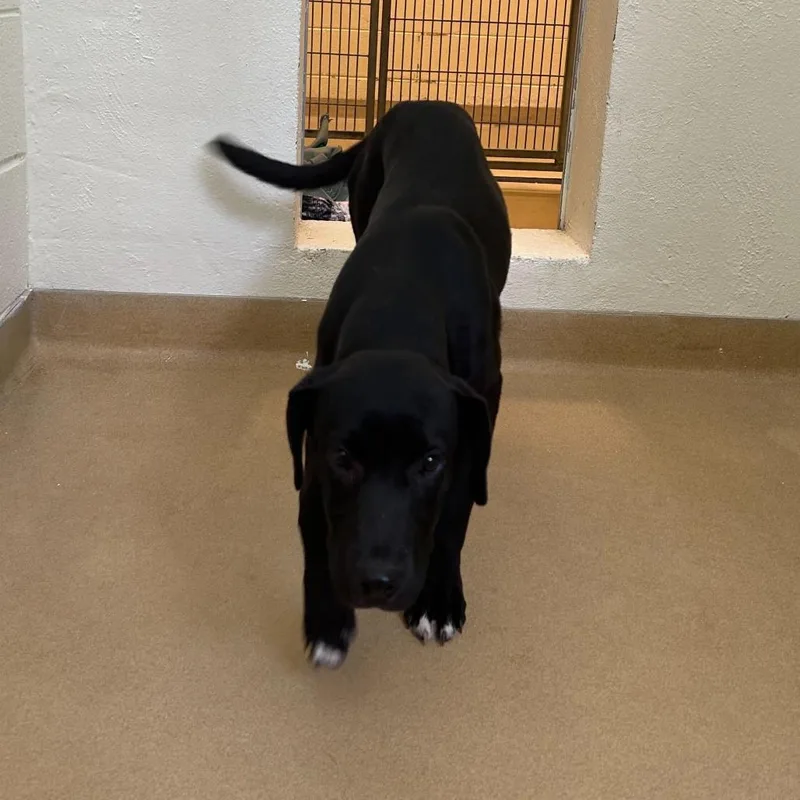 A young medium-sized female Black Mixed Breed dog named Baby Spice for adoption in Asheville, NC