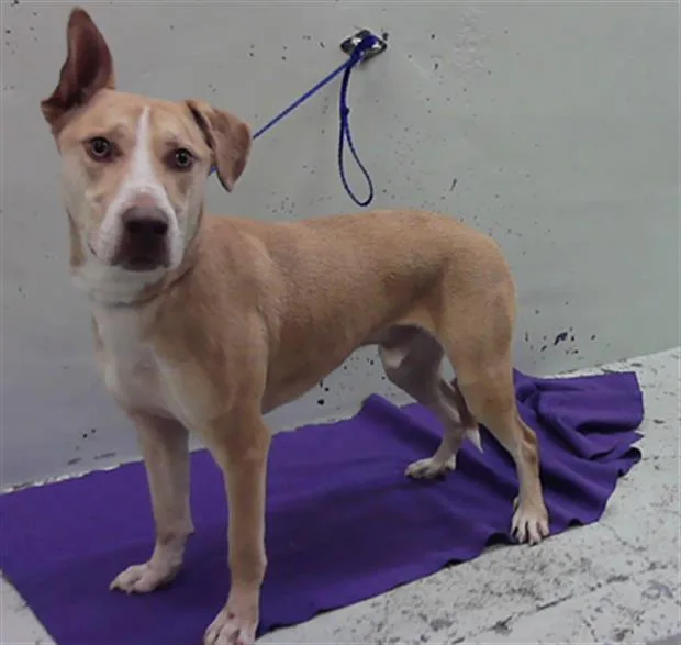 An adult medium-sized male Staffordshire Bull Terrier dog named Chance for adoption in Houston, TX